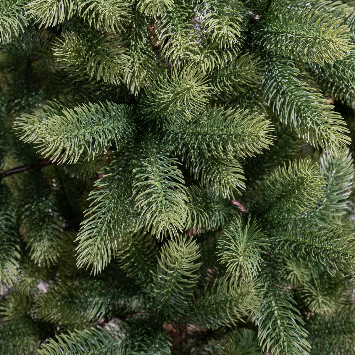 Close-up of dense, green evergreen branches with fine, realistic needles.