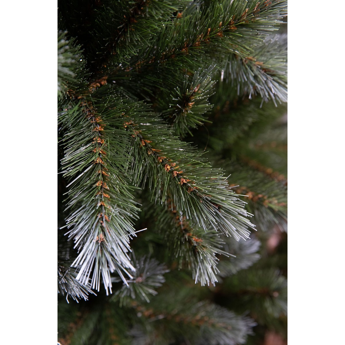 Close-up of dense green pine tree branches with frosted needle tips.