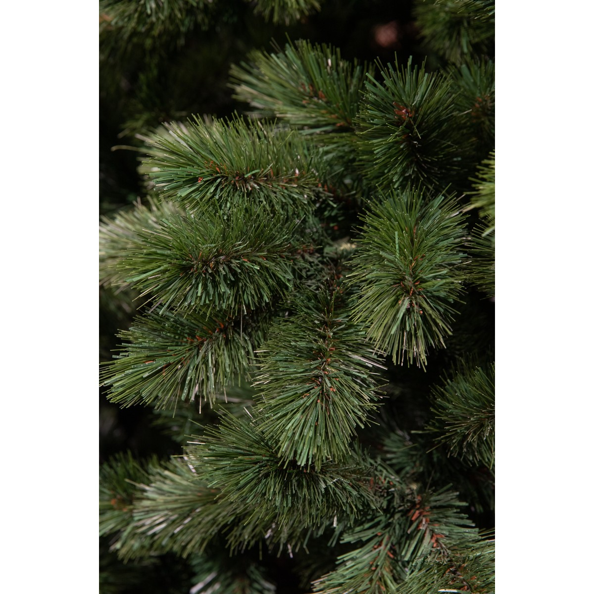 Dense green pine branches with fine, realistic needles fill the image.