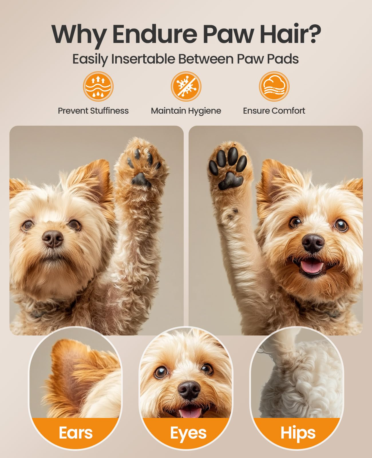 Images comparatives d'un Yorkshire Terrier avec et sans poils de pattes coupés, avec détails.