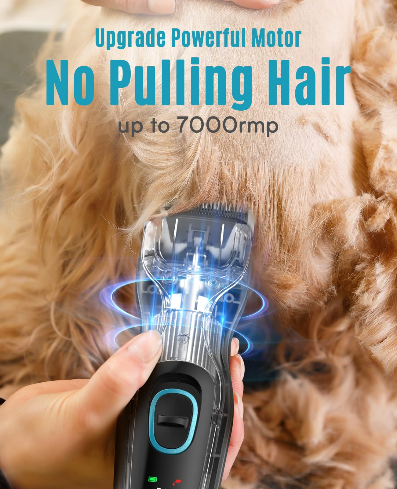 Mano tiene tagliacapelli elettrico che taglia delicatamente il pelo del cane.