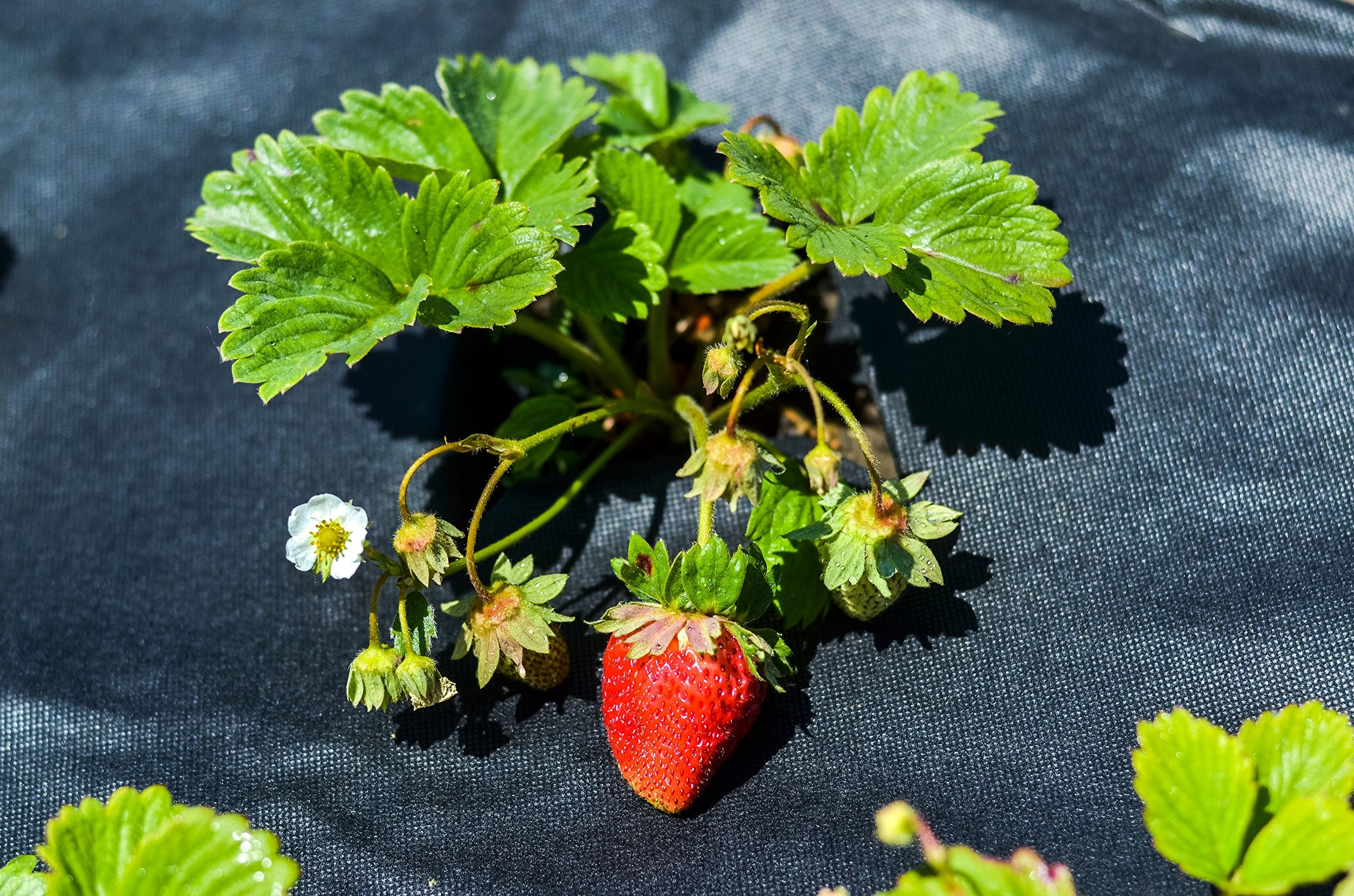 Una pianta di fragole rosse mature con foglie verdi e un fiore bianco.