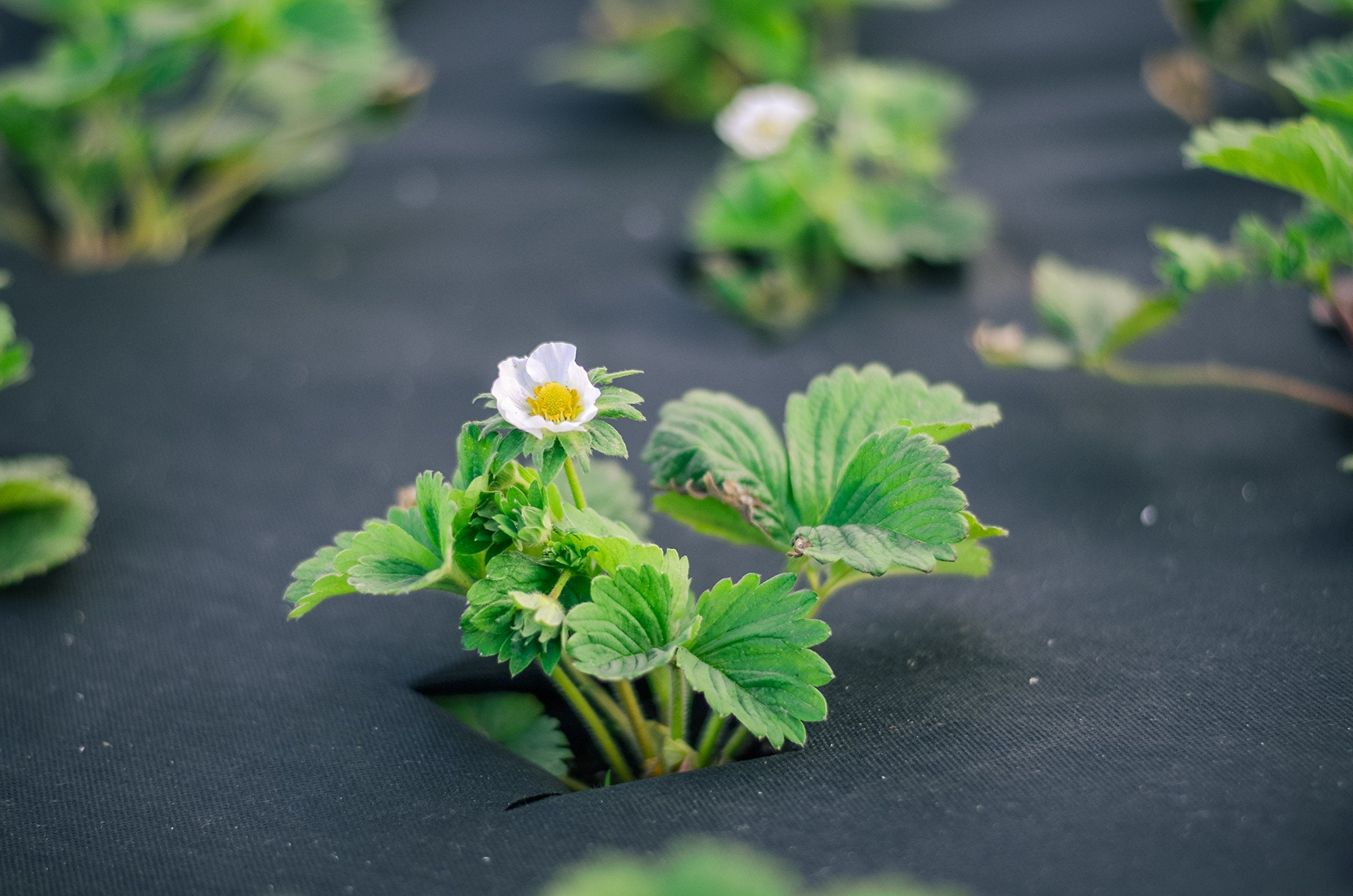 Primo piano di una giovane pianta di fragola con un fiore bianco e foglie verdi che crescono su telo nero.