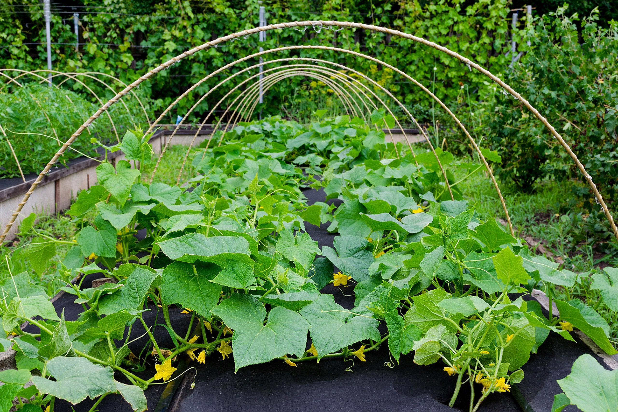 Piante di verdure verdi crescono in un orto sotto strutture di supporto ad arco.