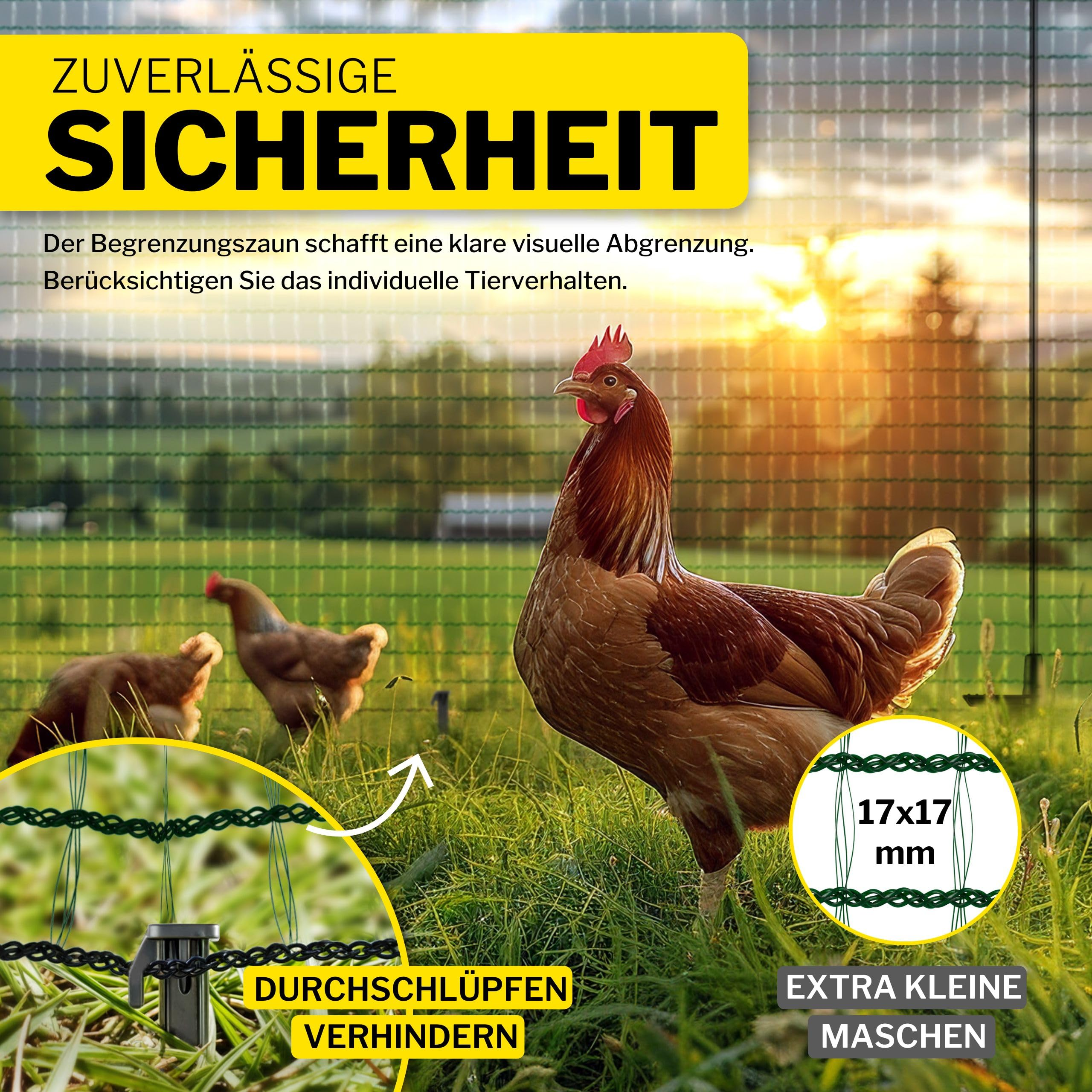 Une poule marron se tient dans l'herbe devant un grillage vert, avec deux autres poules en arrière-plan au coucher du soleil.