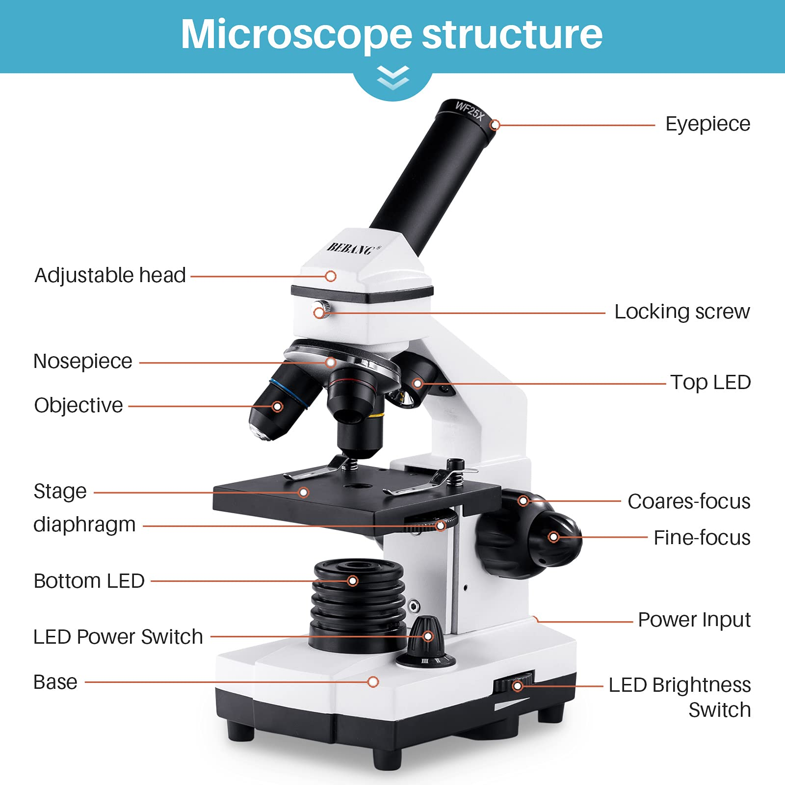 Un microscopio didattico con parti etichettate tra cui oculare, obiettivi, tavolino e manopole di messa a fuoco.