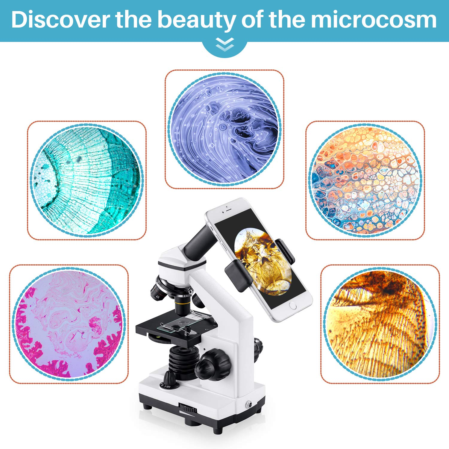 Un microscopio bianco con supporto per smartphone circondato da quattro campioni microscopici circolari.