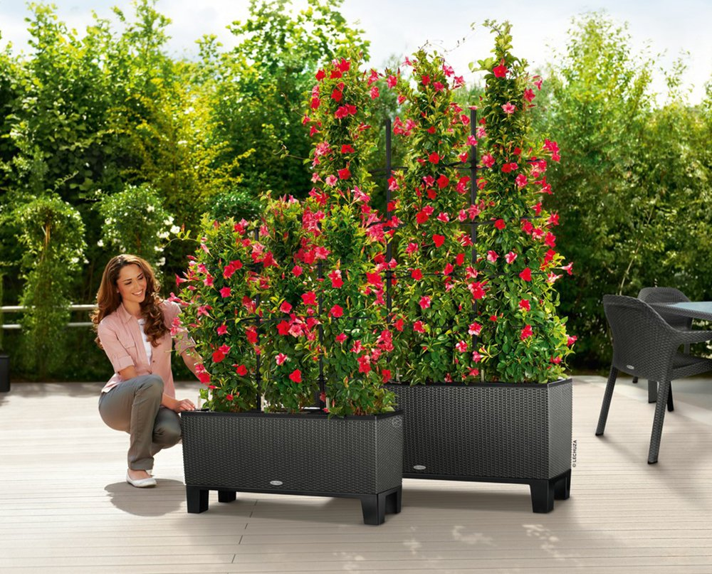 Une femme s'accroupit à côté de deux grands bacs à fleurs gris avec des fleurs rouges grimpantes sur une terrasse en bois.