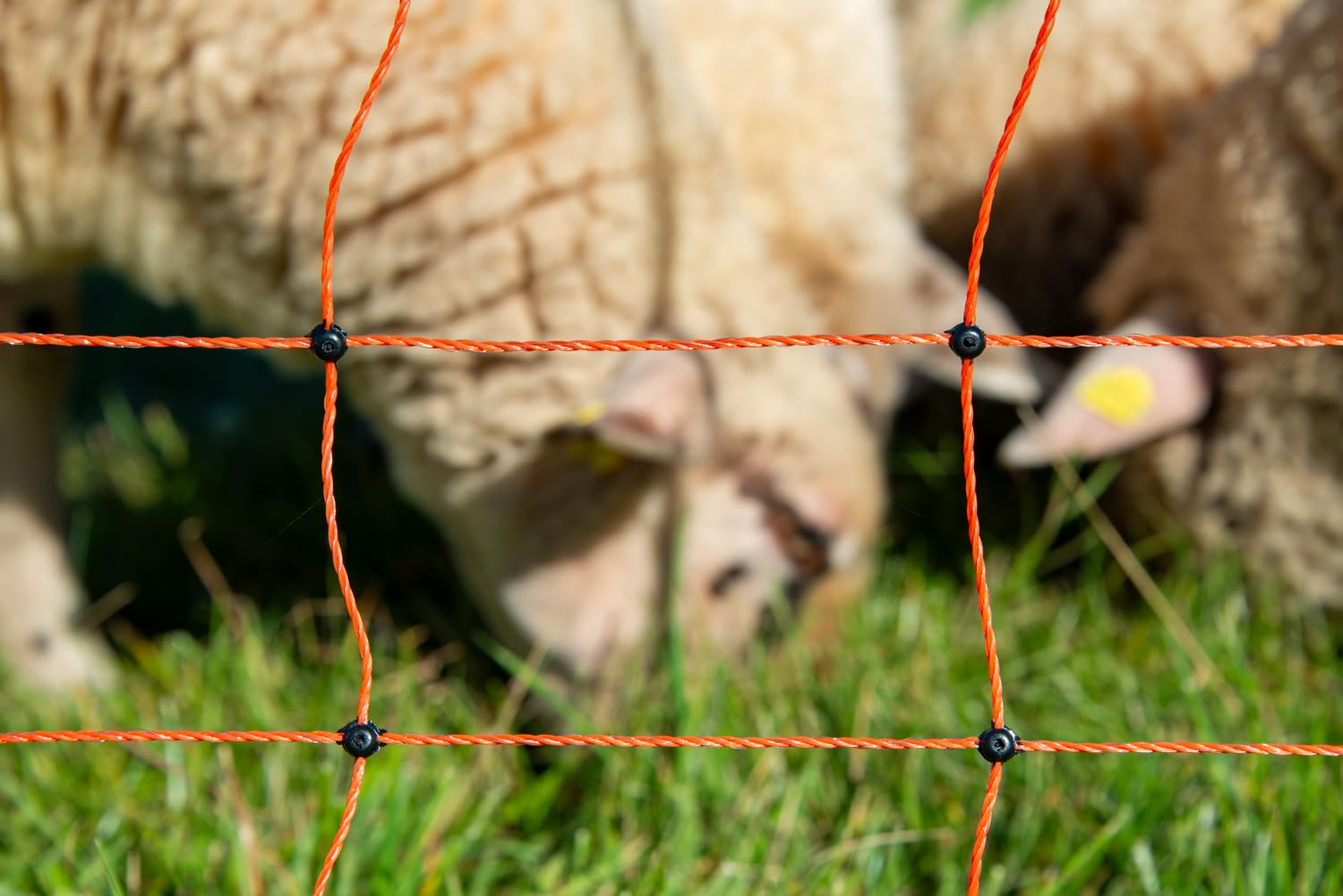 Une clôture électrique orange au premier plan, avec des moutons flous paissant sur de l'herbe verte.