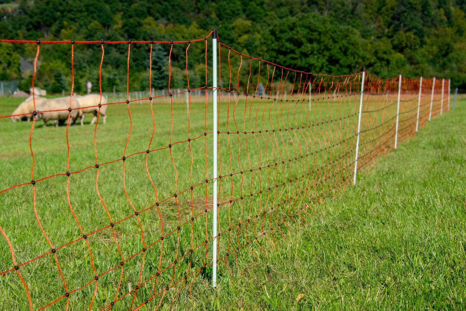 Une clôture électrique orange traverse un pré vert, avec des moutons qui paissent à l'arrière-plan.