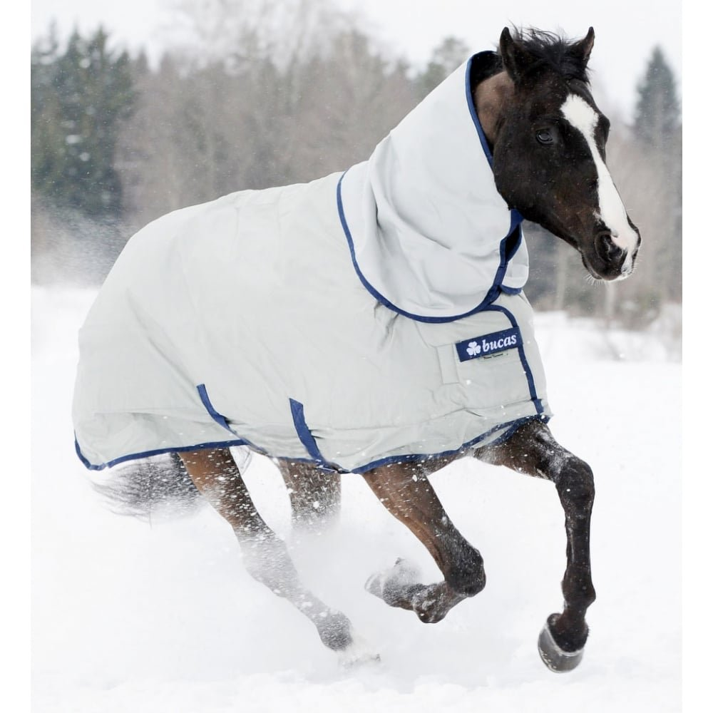 Un cheval brun foncé portant une couverture grise galope dans la neige profonde avec une forêt en arrière-plan.