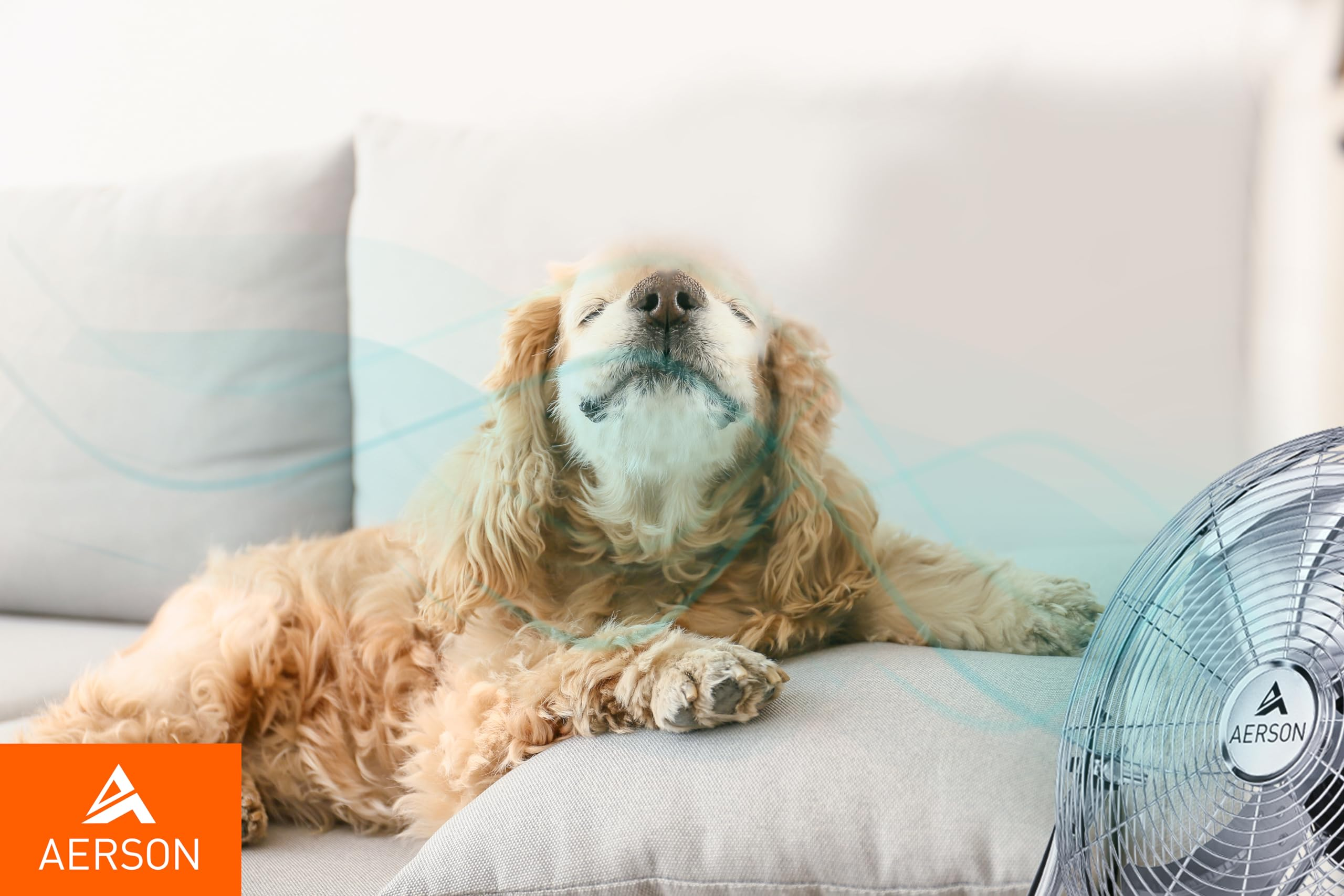 Un chien épagneul doré se détend sur un canapé gris, profitant de la brise d'un ventilateur.