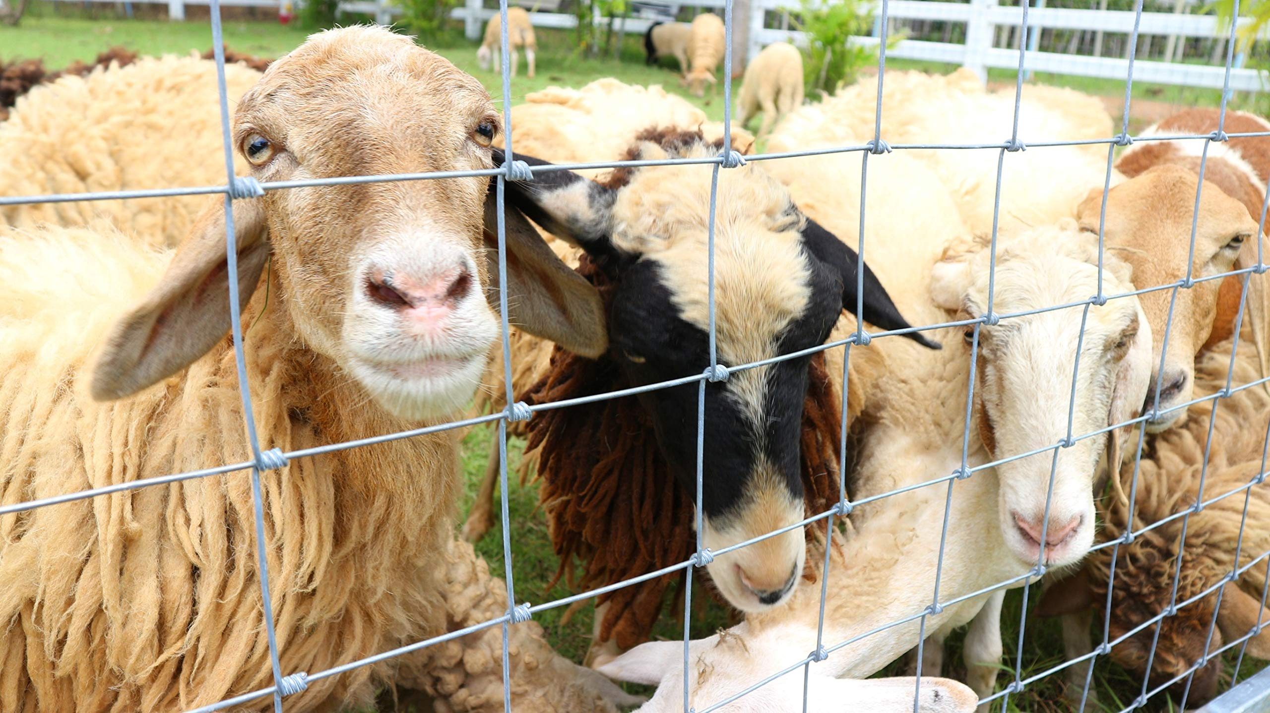 Plusieurs moutons derrière un grillage dans un pré, certains regardant l'appareil photo.