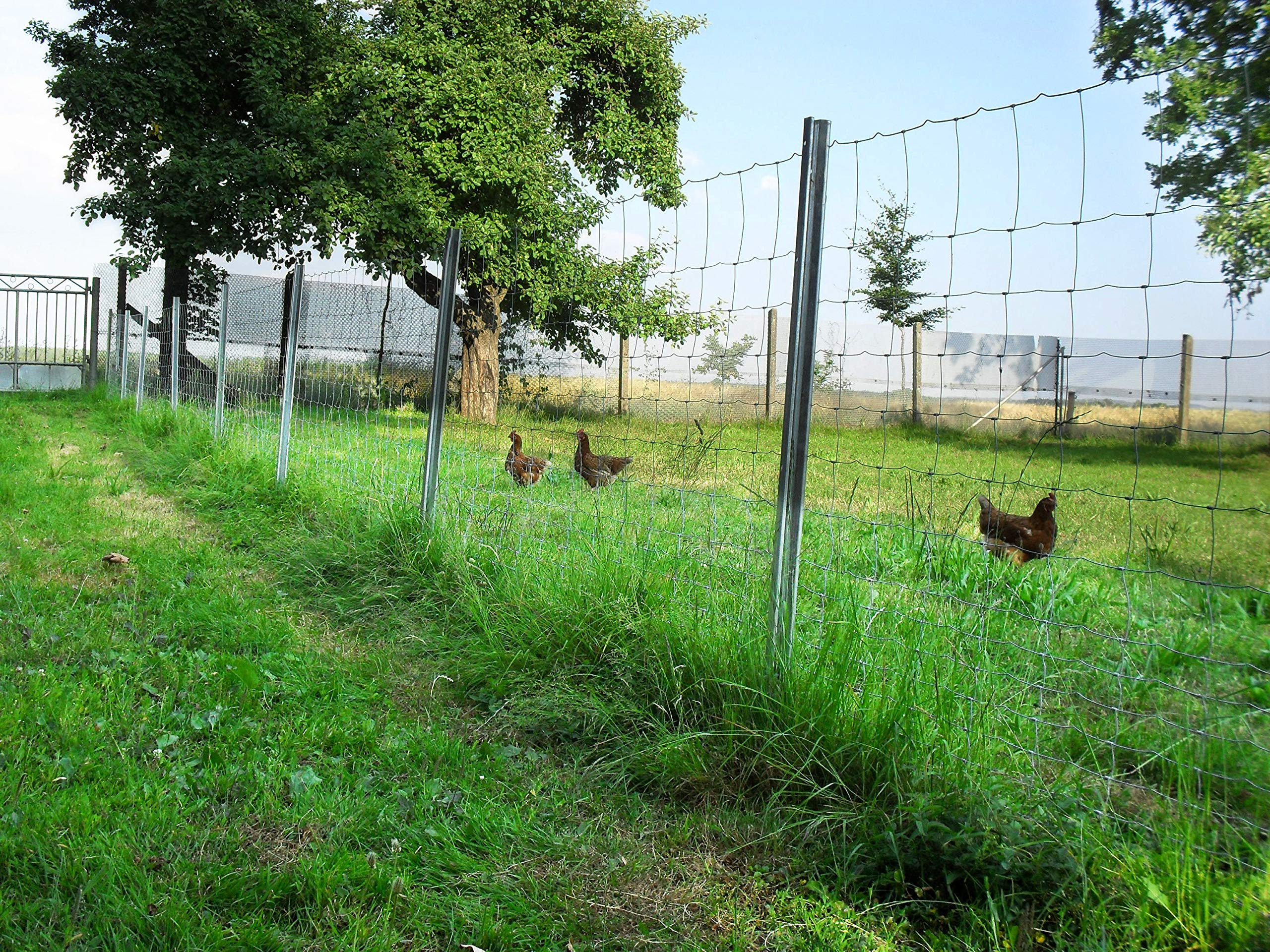 Trois poules brunes marchent dans un enclos herbeux bordé d'un grillage, avec des arbres et un ciel bleu à l'arrière-plan.