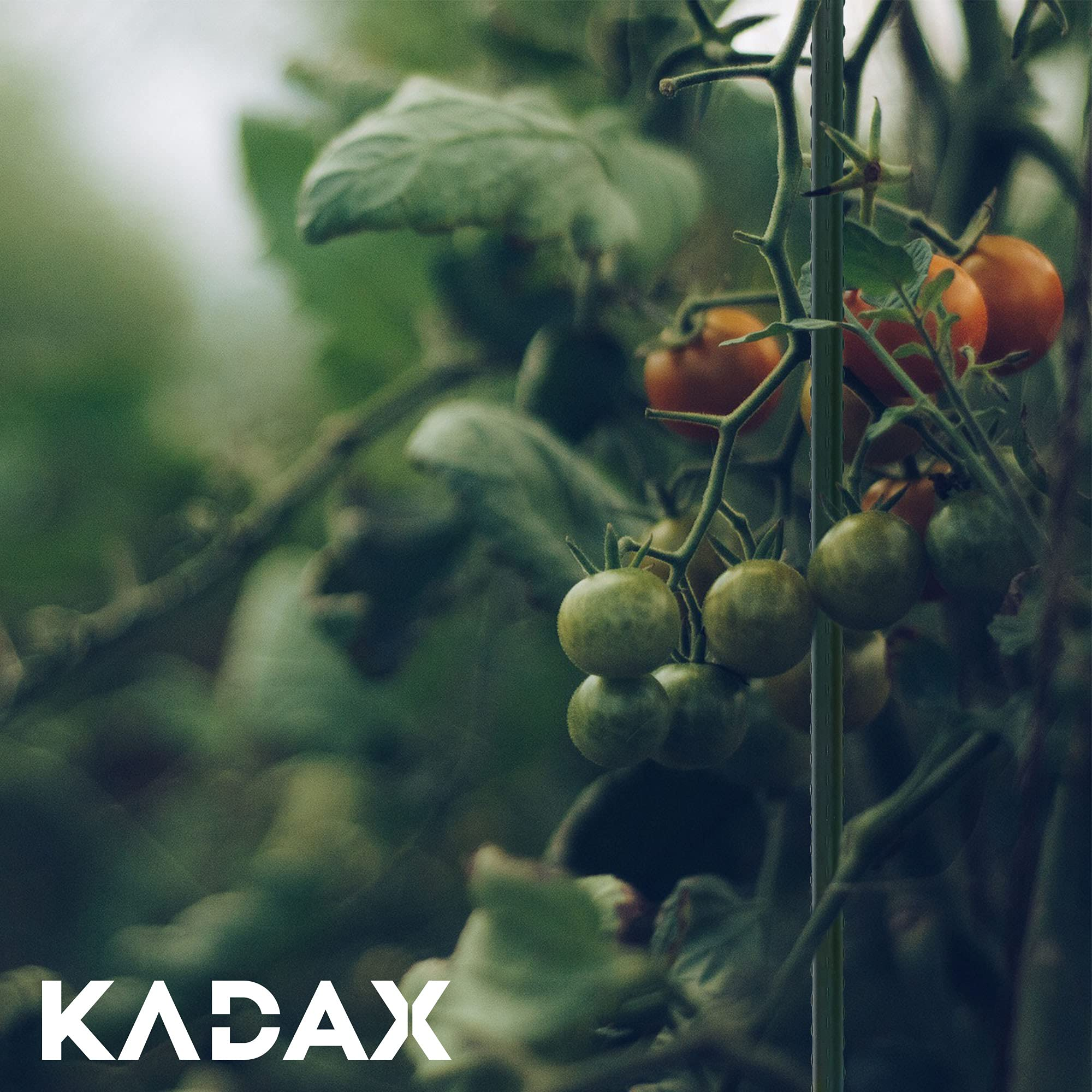Des tomates vertes et rouges mûres pendent sur une plante avec de grandes feuilles.