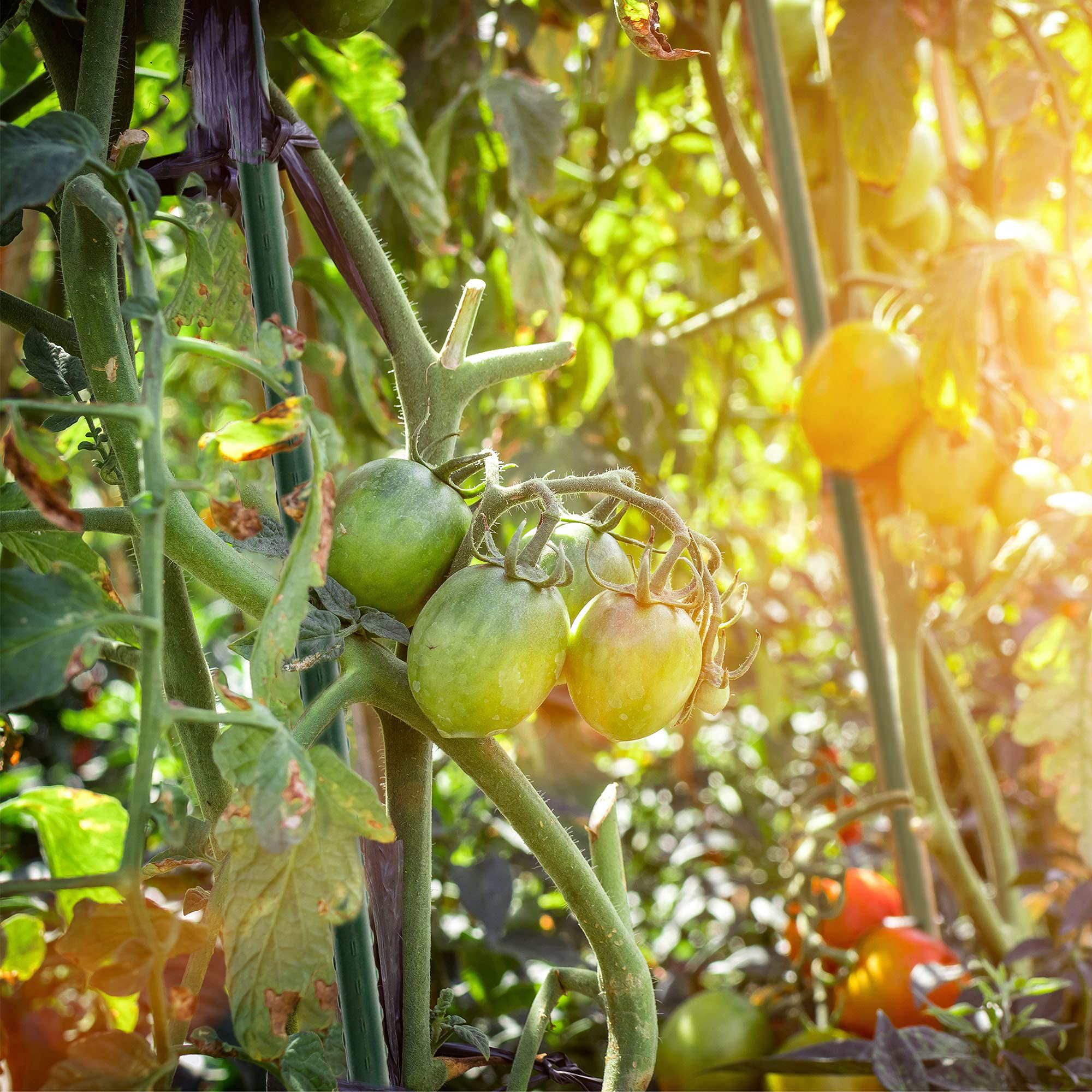 Des tomates vertes pendent sur des plantes soutenues par des tiges vertes dans une serre ensoleillée.