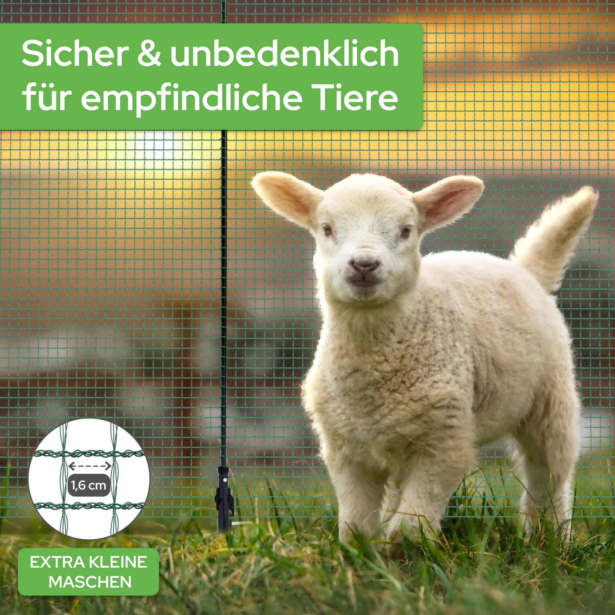 Un petit agneau blanc se tient sur l'herbe derrière un filet vert avec du texte allemand.