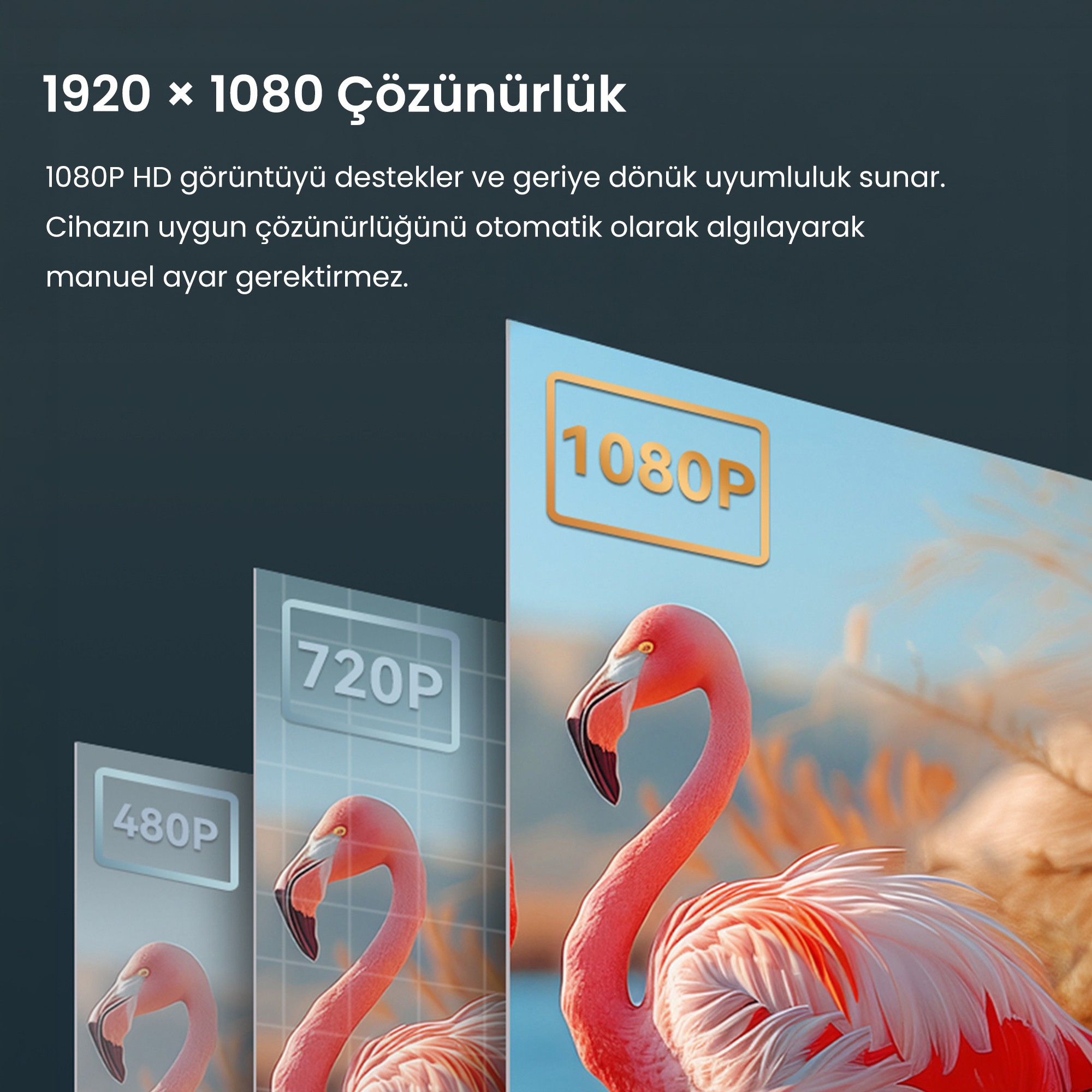 Bir ekranda flamingo görseliyle 480P, 720P ve 1080P çözünürlük karşılaştırması.
