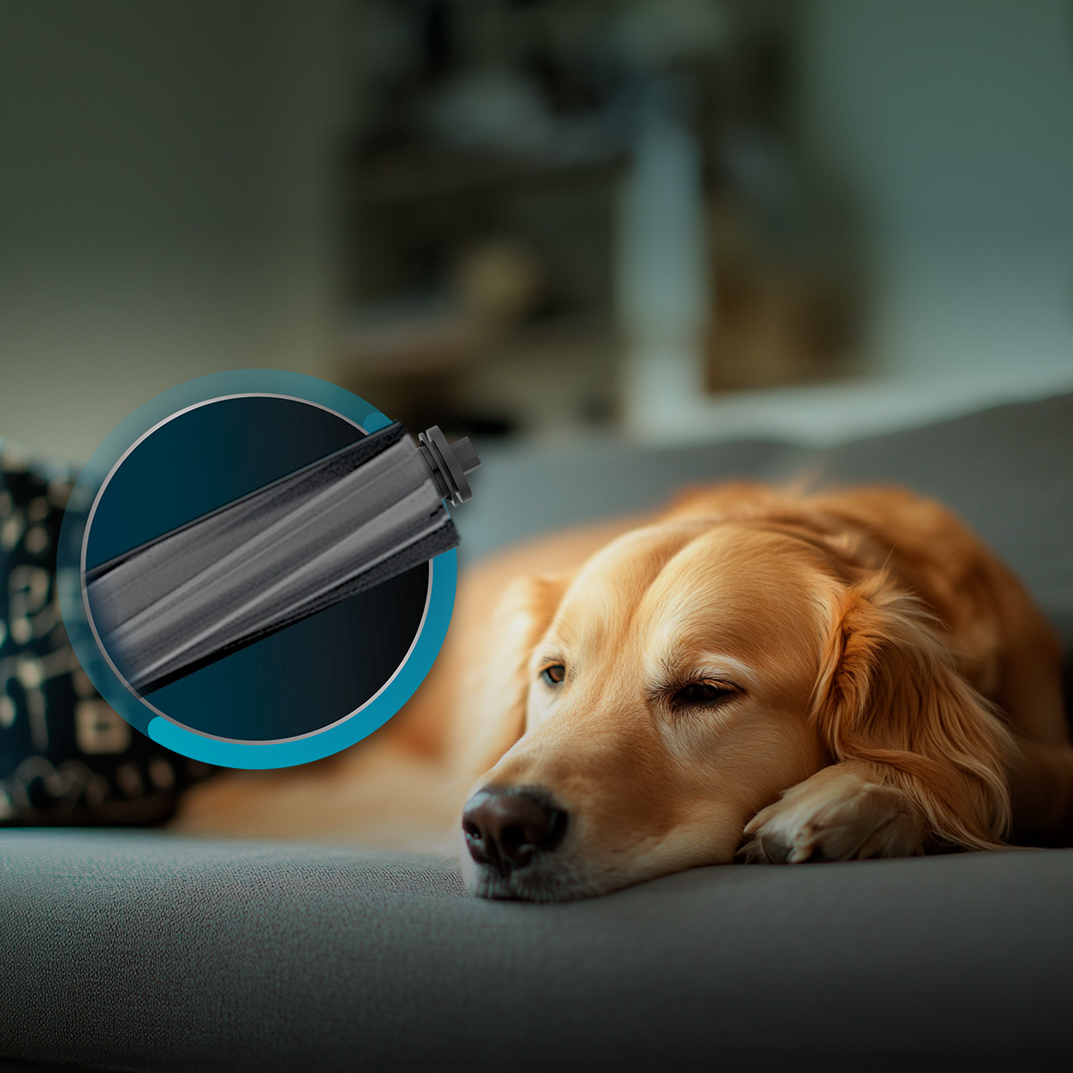 Ein Golden Retriever ruht auf einem grauen Sofa, daneben eine kreisrunde Nahaufnahme einer schwarzen Bürstenrolle.