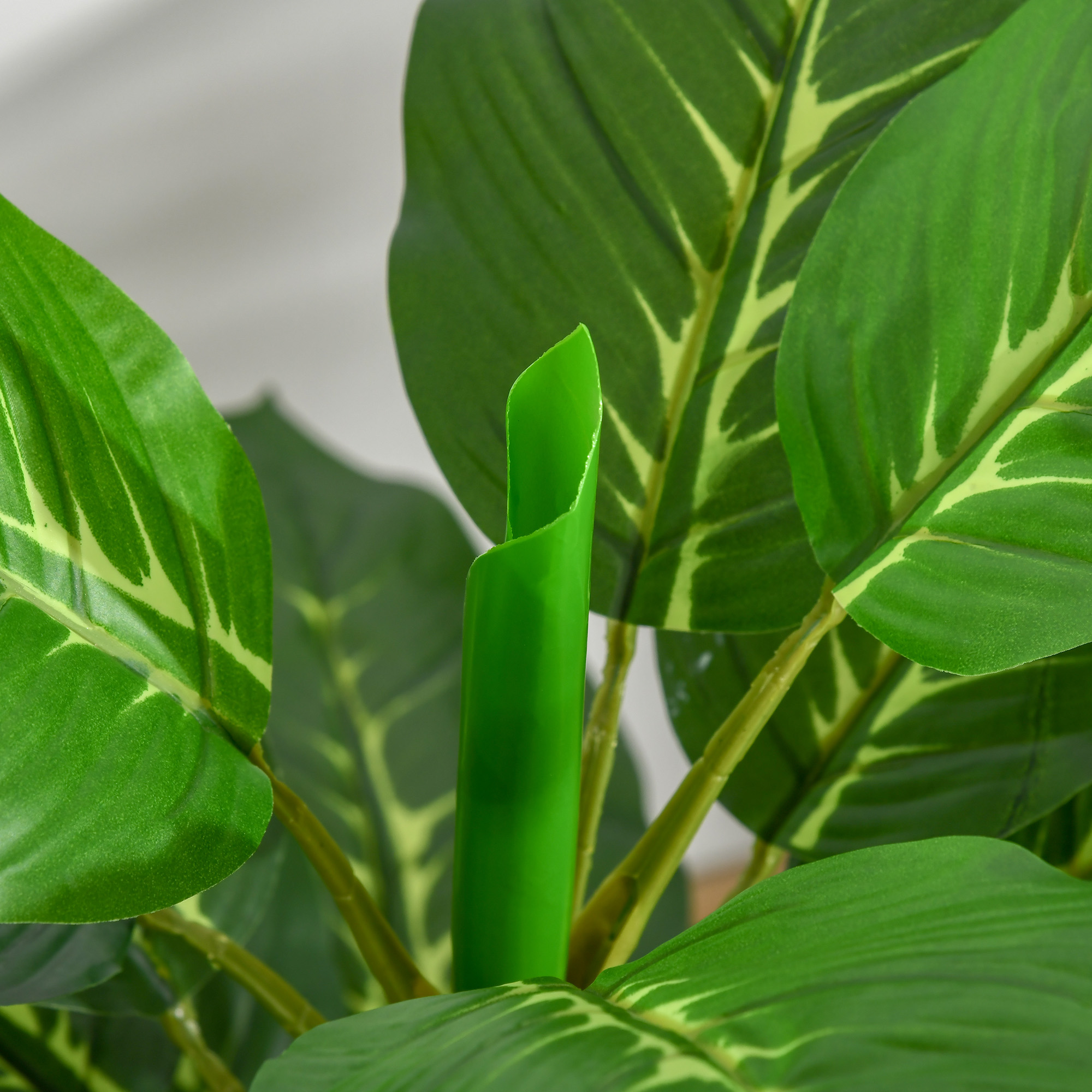 Primer plano de una planta de interior verde con hojas grandes y estampadas y un tallo central.