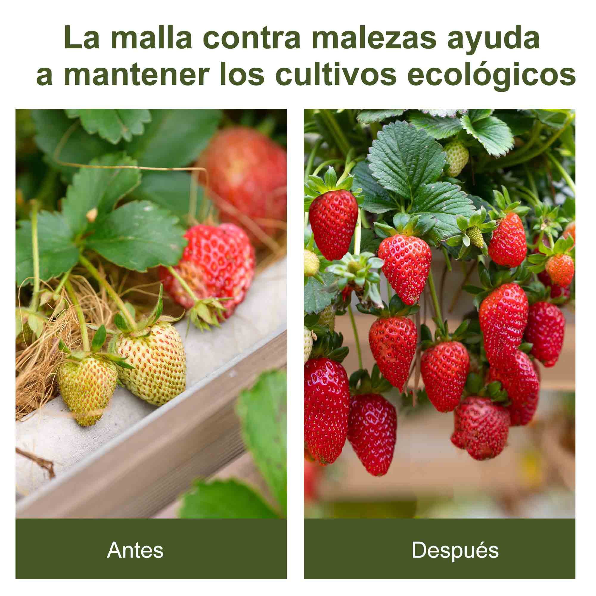 Comparación de fresas antes y después de usar malla antihierba.