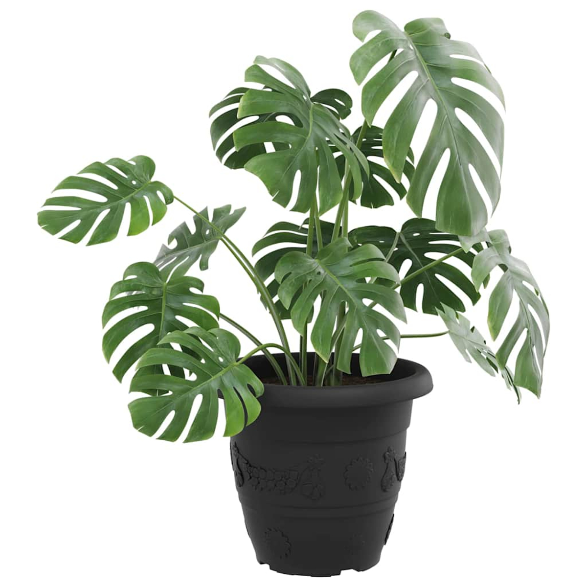 Eine grüne Monstera mit geschlitzten Blättern in einem dunklen Topf vor weißem Hintergrund.