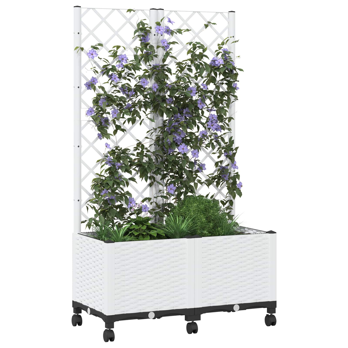 Weißer Pflanzkübel mit Spalier auf Rollen, bewachsen mit grünen Pflanzen und violetten Blüten.