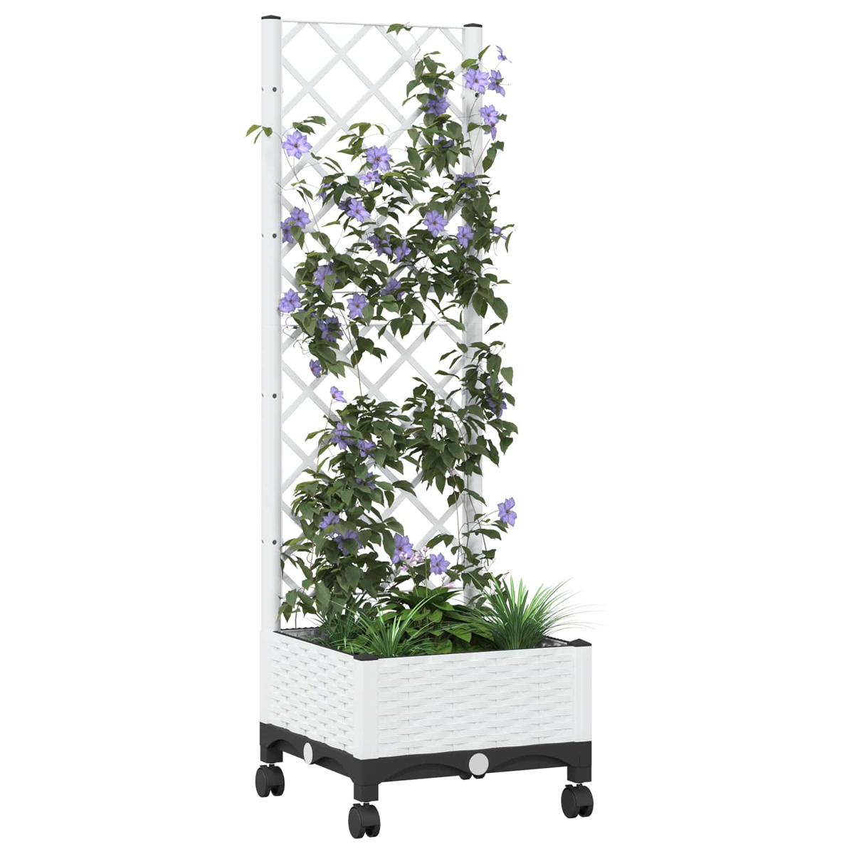 Weißer Pflanzkübel mit Rankgitter, Rollen und blühenden violetten Kletterpflanzen.