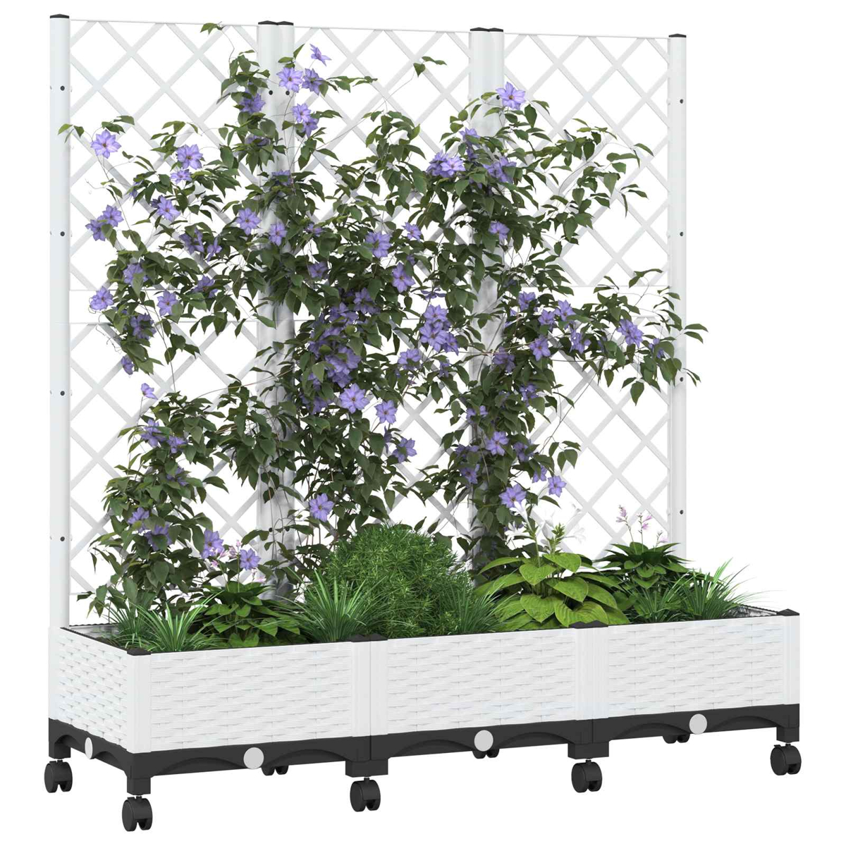 Ein weißer, fahrbarer Pflanzkübel mit Spalier, bewachsen mit grünen Pflanzen und violetten Clematisblüten.