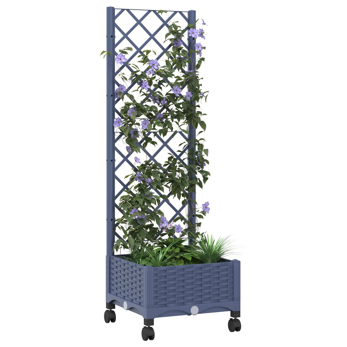 Ein blauer Rankkasten mit Rollen und kletternden lila Blumen auf einem Gitter.