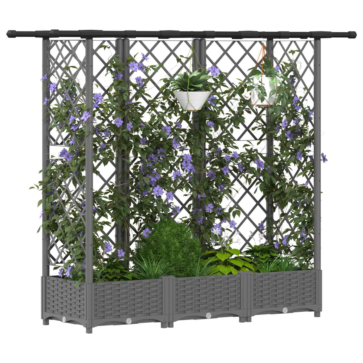 Grauer Rankkasten mit kletternden lila Blumen, grünen Büschen und zwei Hängetöpfen vor weißem Hintergrund.