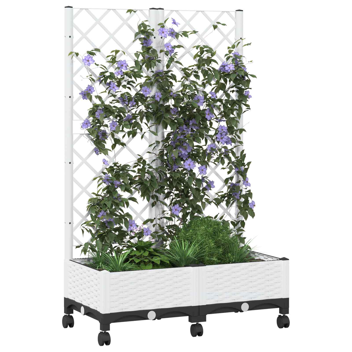 Ein weißer, fahrbarer Pflanzkübel mit Spalier trägt grüne Kletterpflanzen mit violetten Blüten.