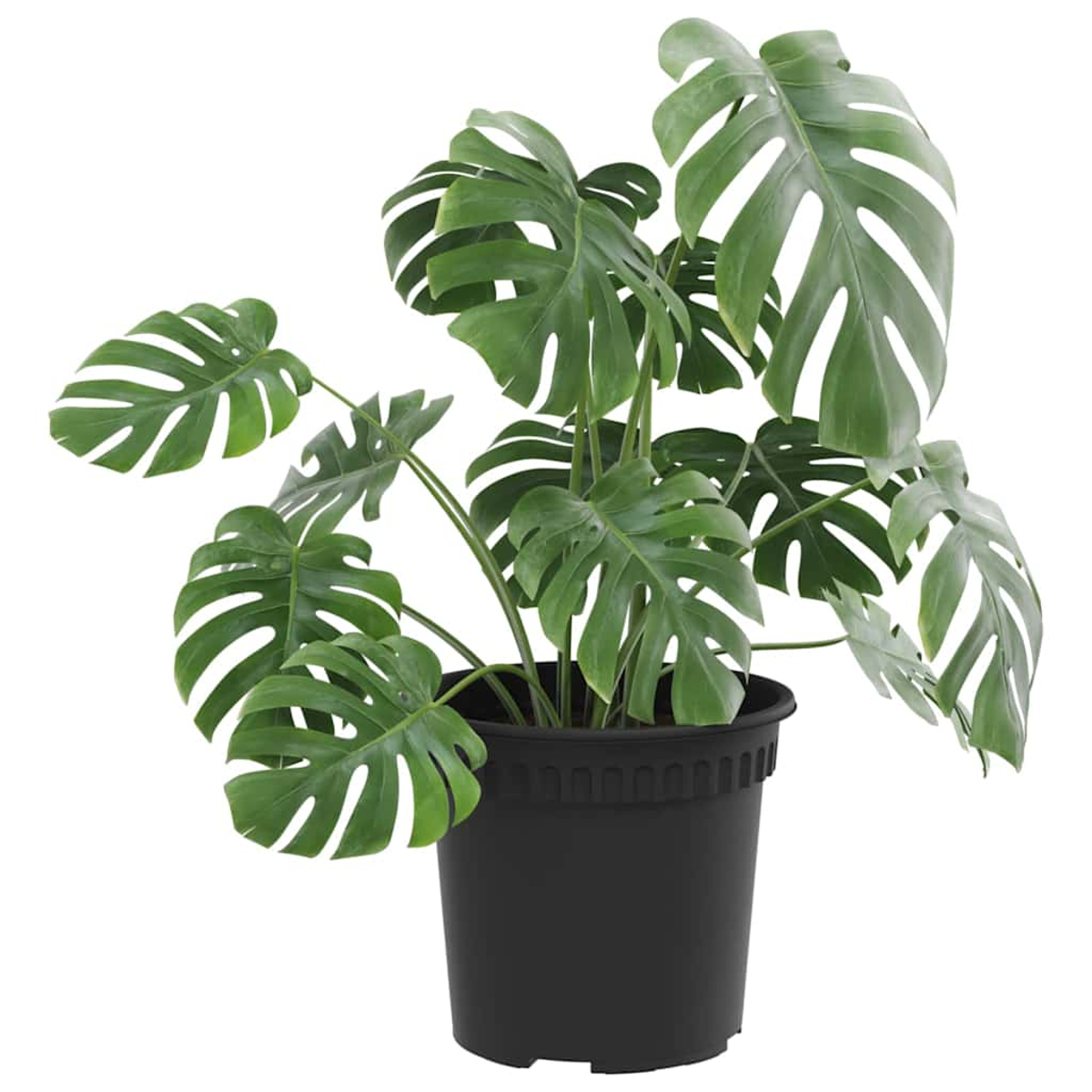 Eine grüne Monstera-Pflanze mit großen, geteilten Blättern in einem schwarzen runden Topf auf weißem Hintergrund.
