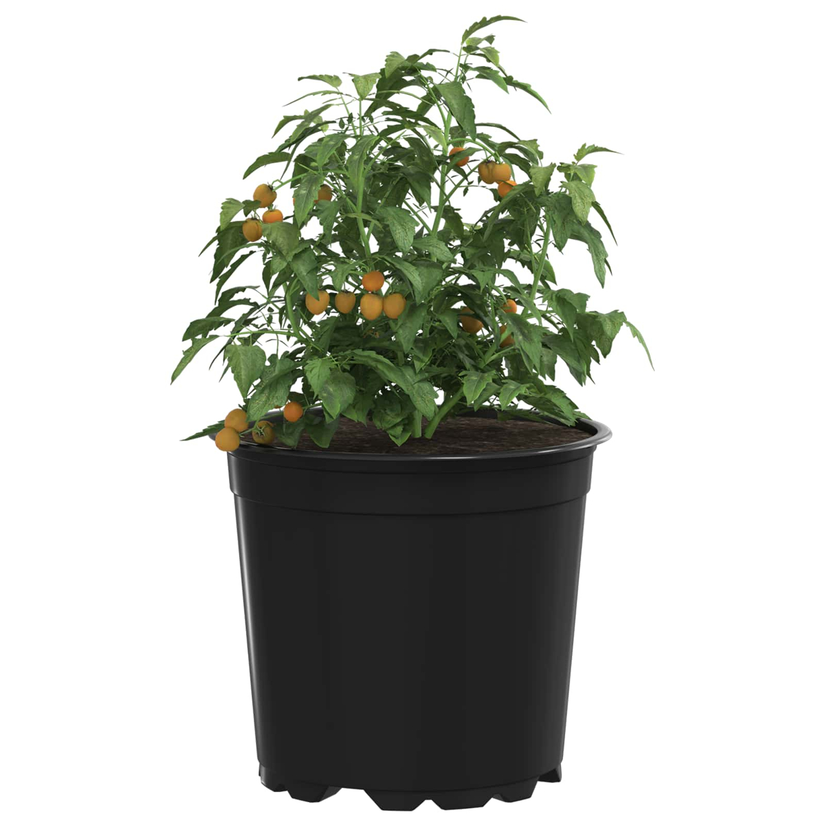 Eine grüne Tomatenpflanze mit gelben Früchten in einem großen schwarzen Topf auf weißem Hintergrund.