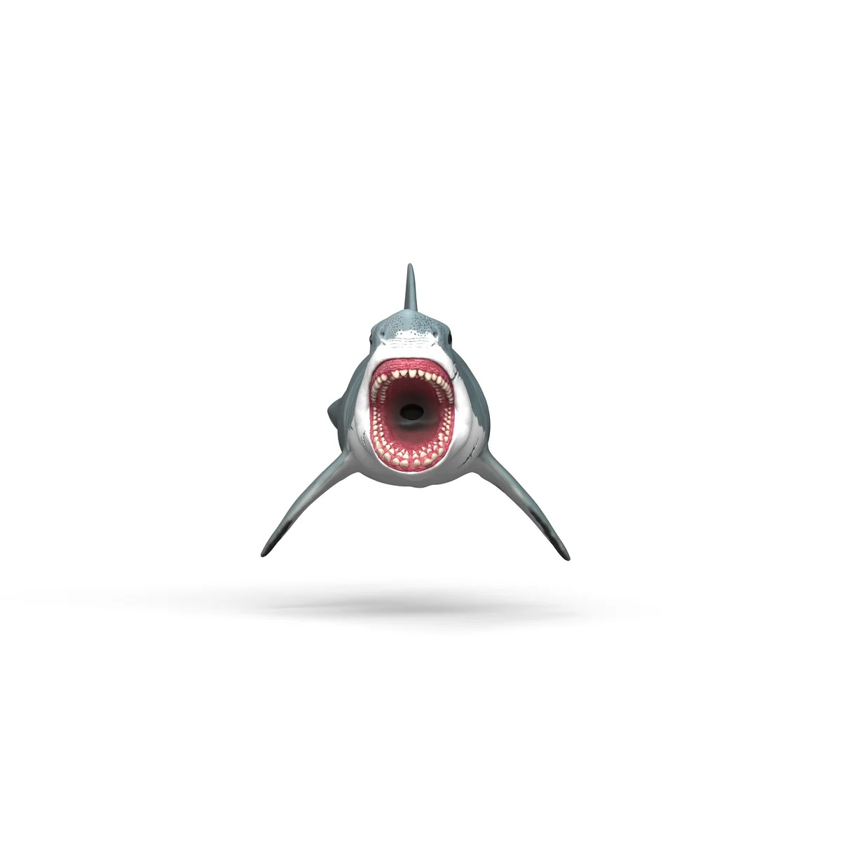 Un grand requin blanc nage vers l'avant la bouche ouverte, montrant des ranges de dents affilees sur fond blanc.