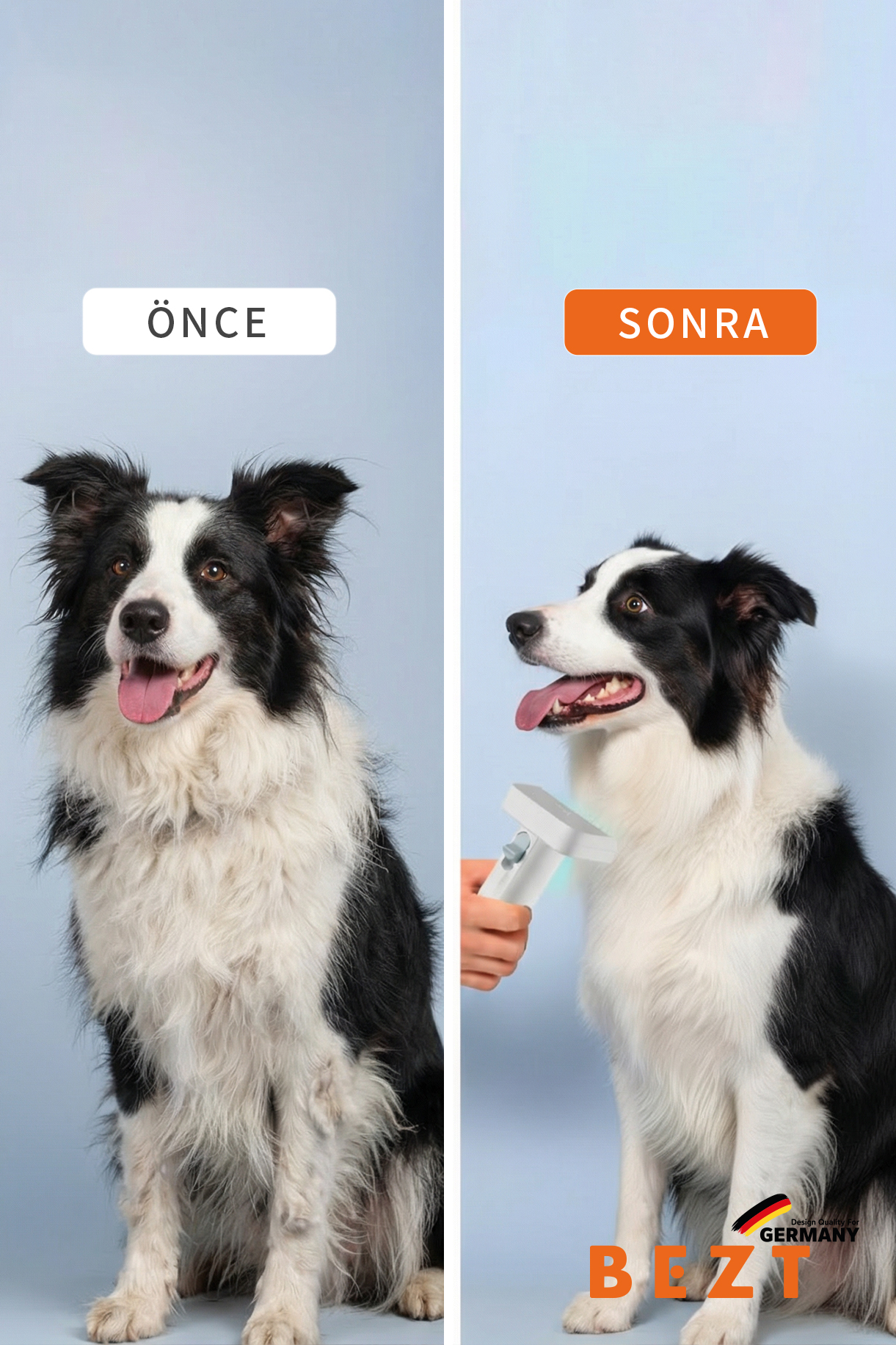Açık mavi arka plan önünde elektrikli tarakla taranan bir Border Collie köpeğinin öncesi ve sonrası.