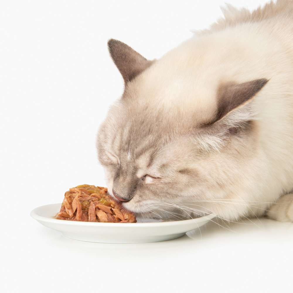 Un gato de color claro come comida húmeda de un plato blanco sobre fondo blanco.