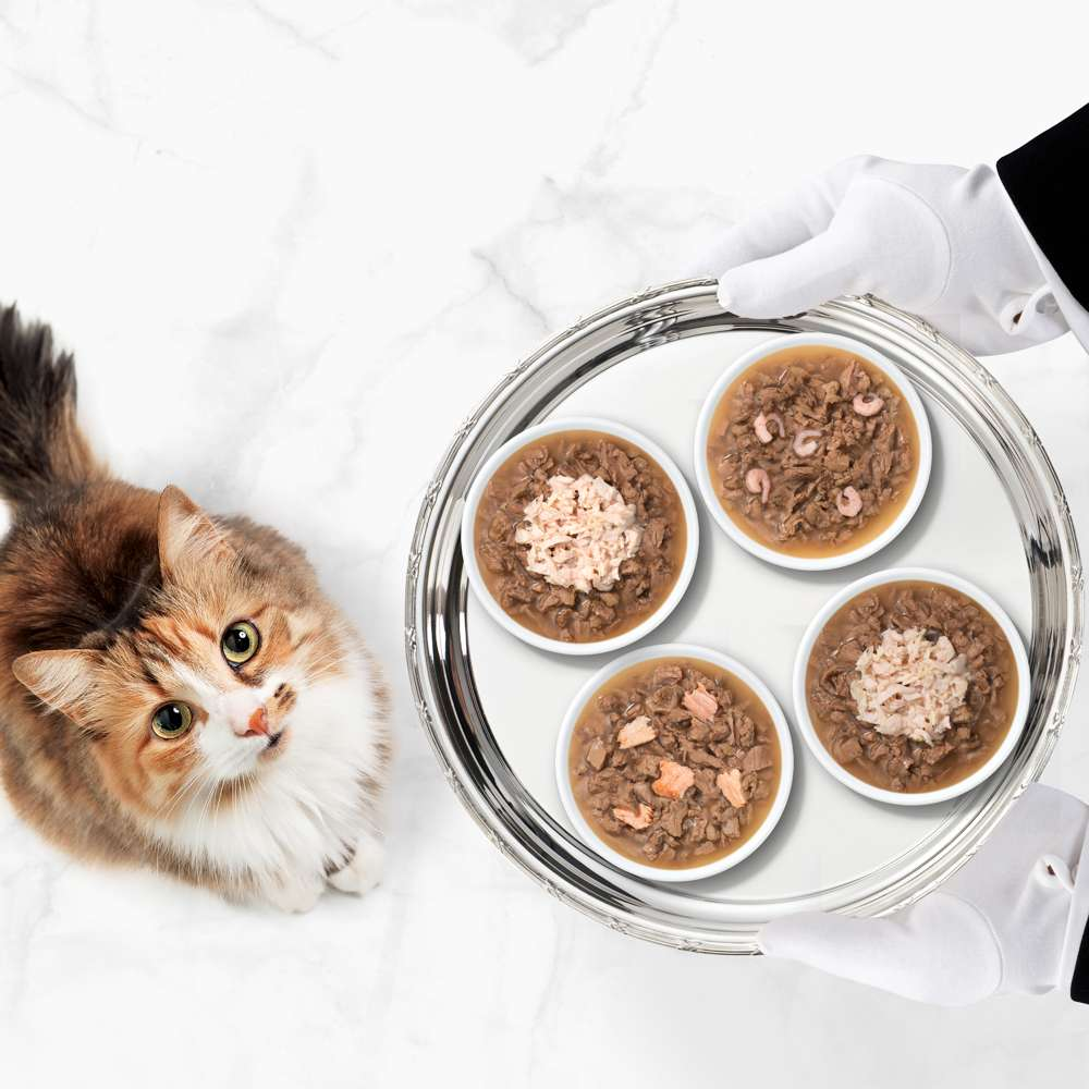 Un gato calico mira hacia arriba a una bandeja plateada con cuatro tazones de comida, sostenida por manos con guantes blancos.