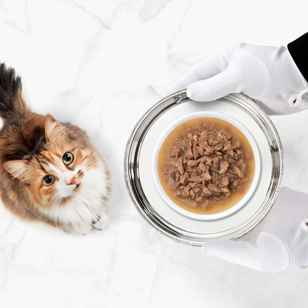 Una mano con guantes blancos sostiene una bandeja plateada con comida para gatos mientras un gato mira hacia arriba.