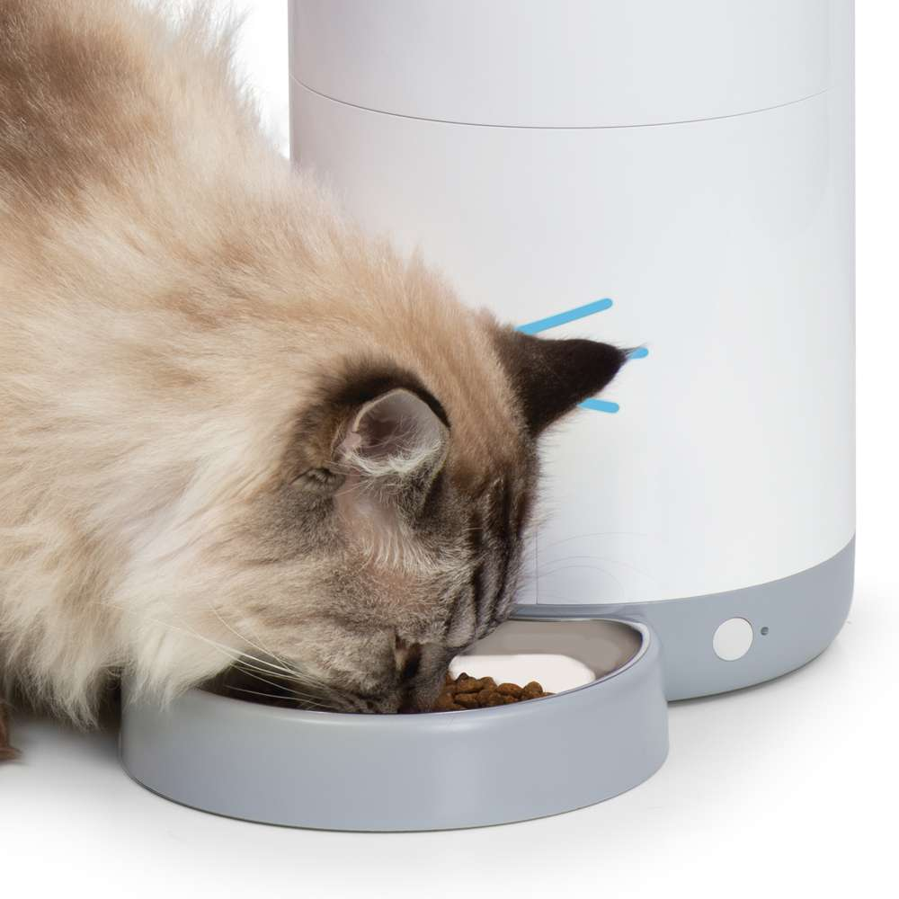 Un gato peludo come comida seca de un cuenco conectado a un comedero automático.
