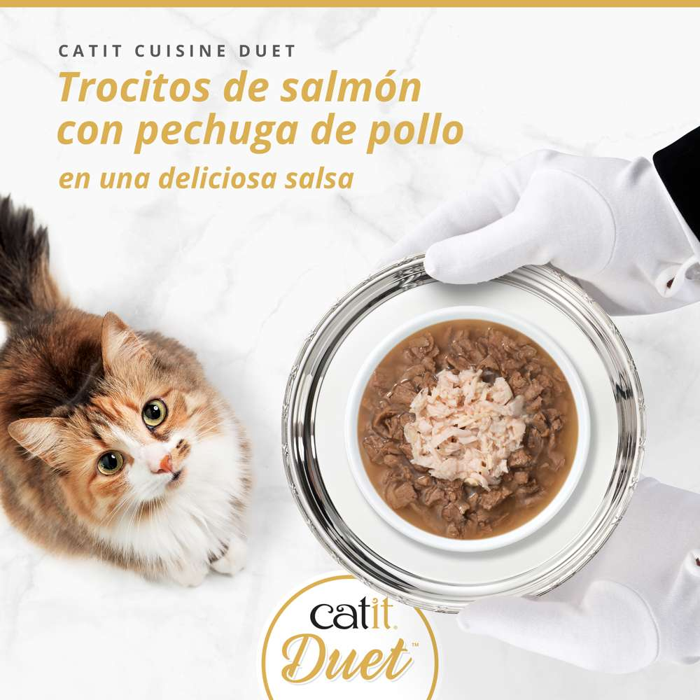 Un gato mira hacia arriba mientras manos con guantes sostienen una bandeja con comida para gatos.