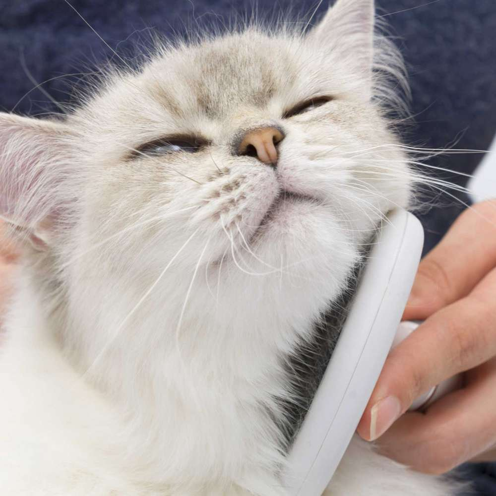 Un gato blanco y esponjoso disfruta siendo cepillado bajo la barbilla con un peine blanco.