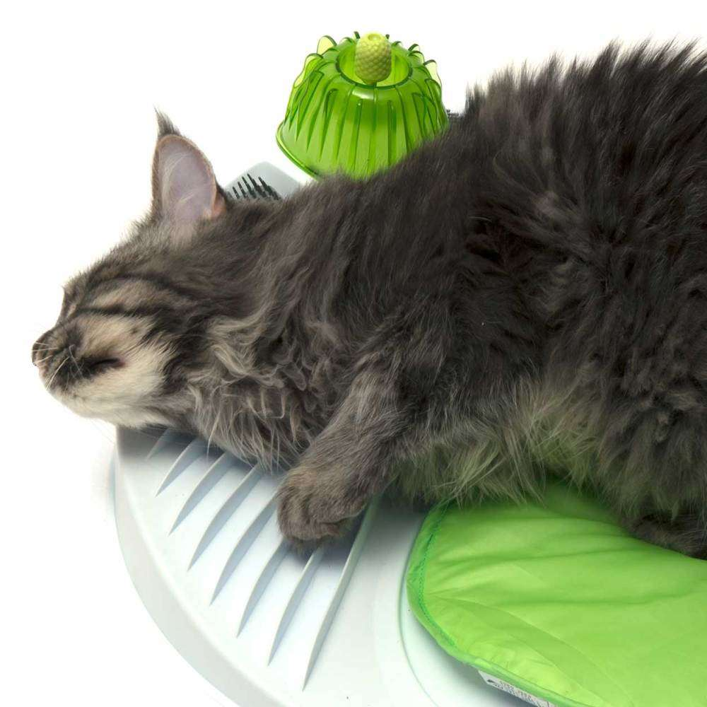 Un gato gris y esponjoso duerme en una alfombrilla de juguete blanca y verde con un juguete de plástico.