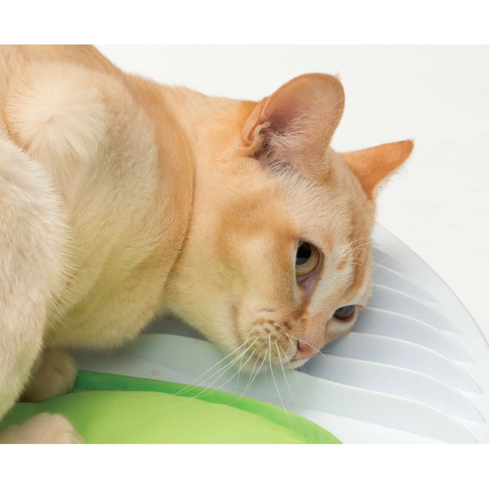Un gato naranja está acostado en un cojín blanco y verde contra un fondo claro.