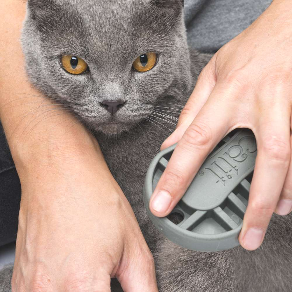 Una persona cepilla a un gato gris con ojos anaranjados usando un cepillo gris redondo.