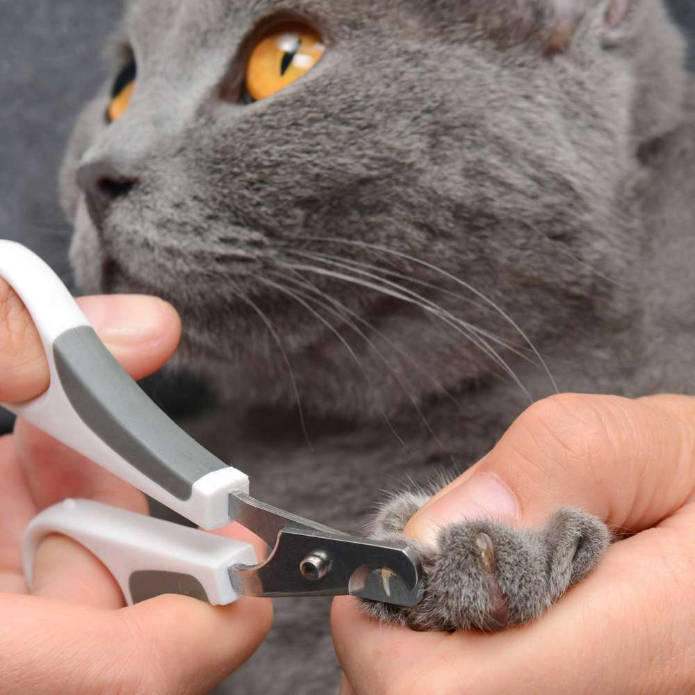 Alguien está cortando las uñas de un gato gris con un cortaúñas.