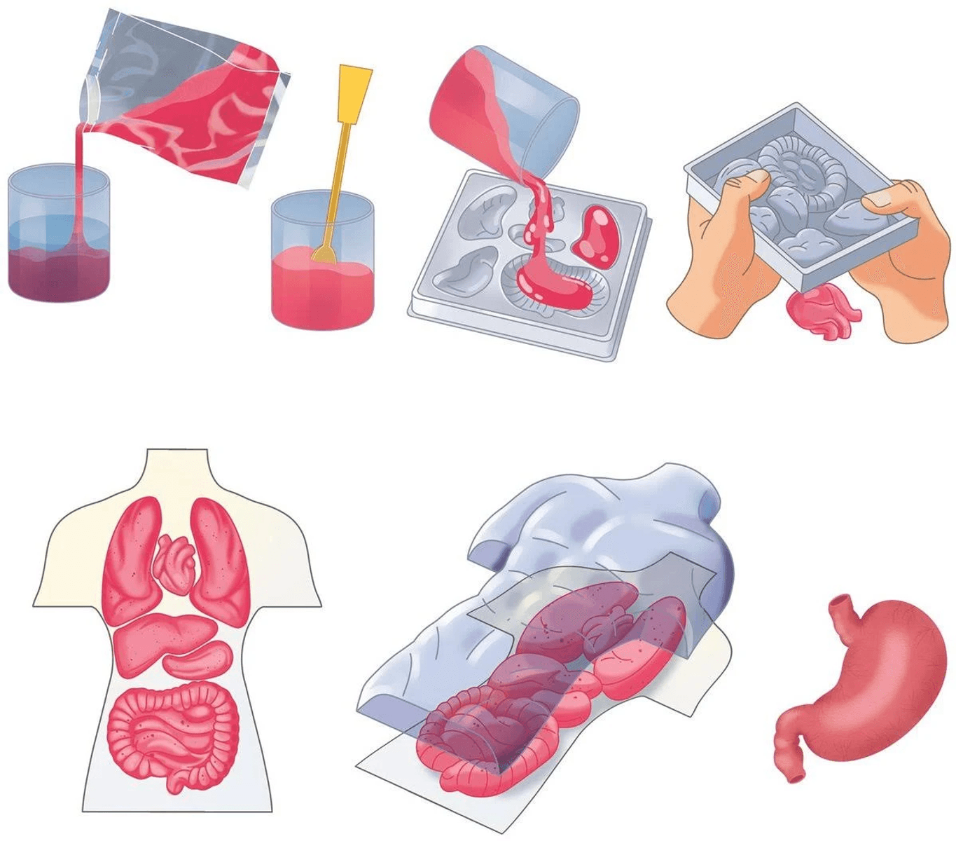 Ilustración que muestra el proceso de moldear y ensamblar órganos humanos desde un kit.