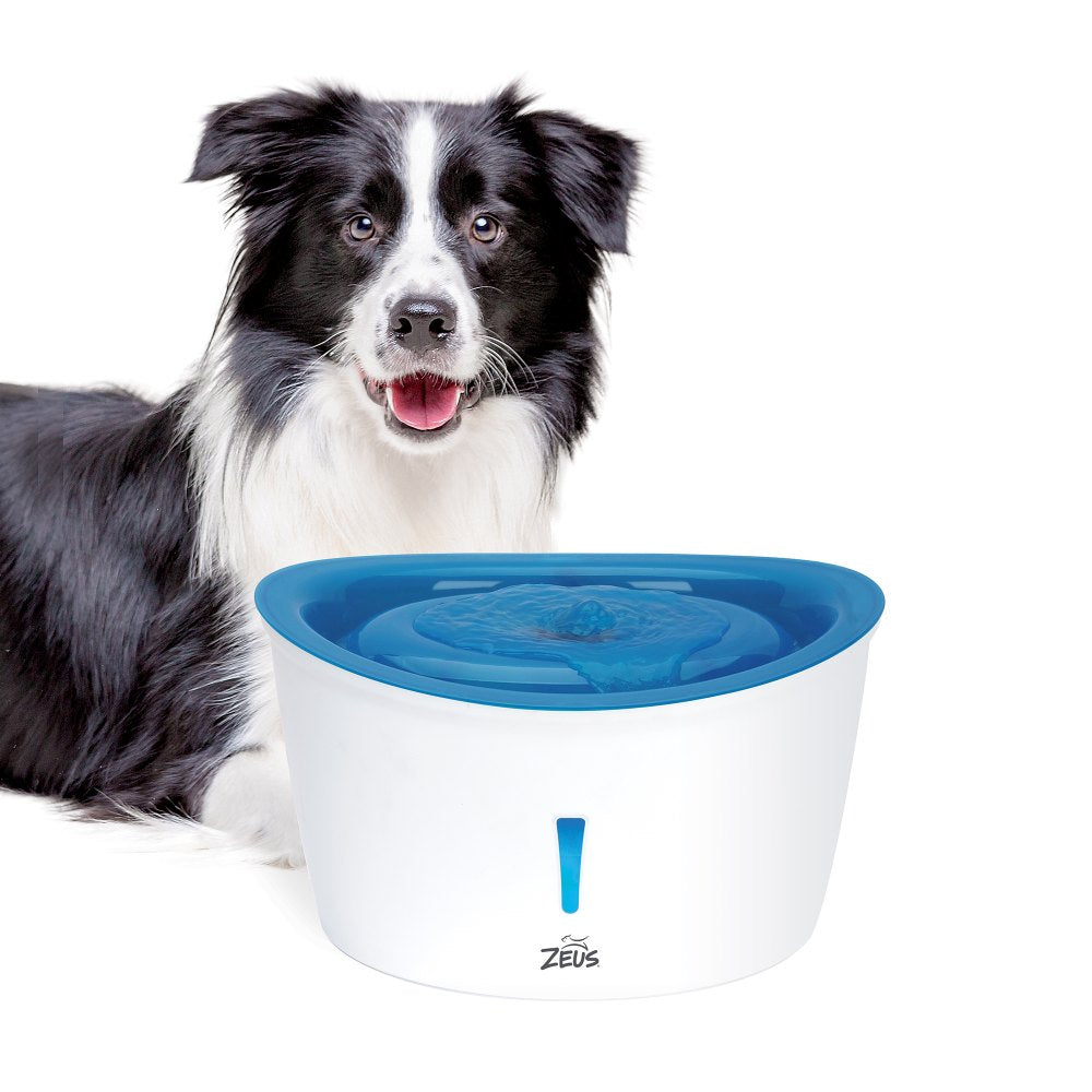 Un Border Collie blanco y negro junto a una fuente de agua Zeus blanca y azul sobre fondo blanco.