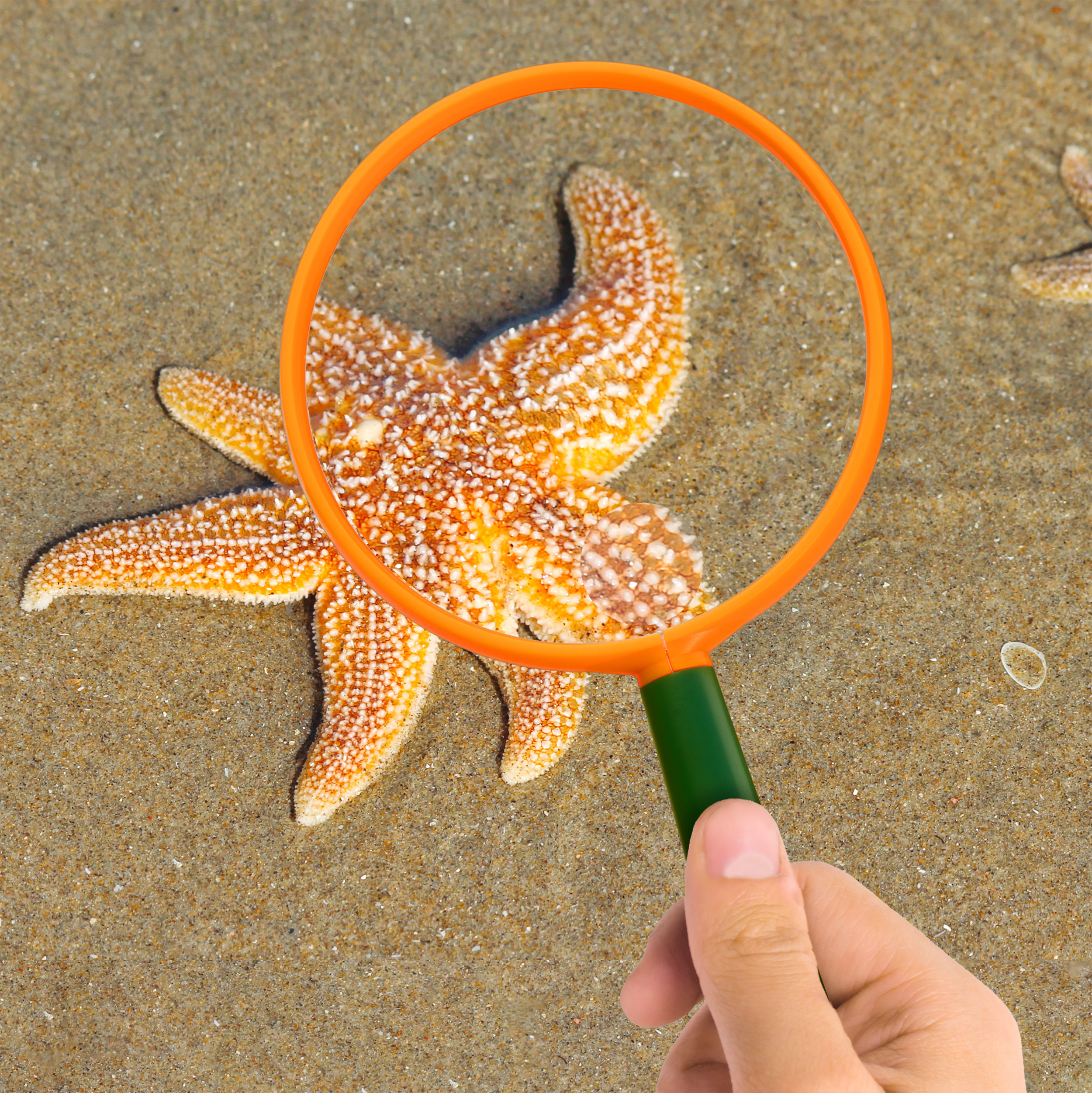 Una mano sostiene una lupa de borde anaranjado sobre una estrella de mar en arena mojada.