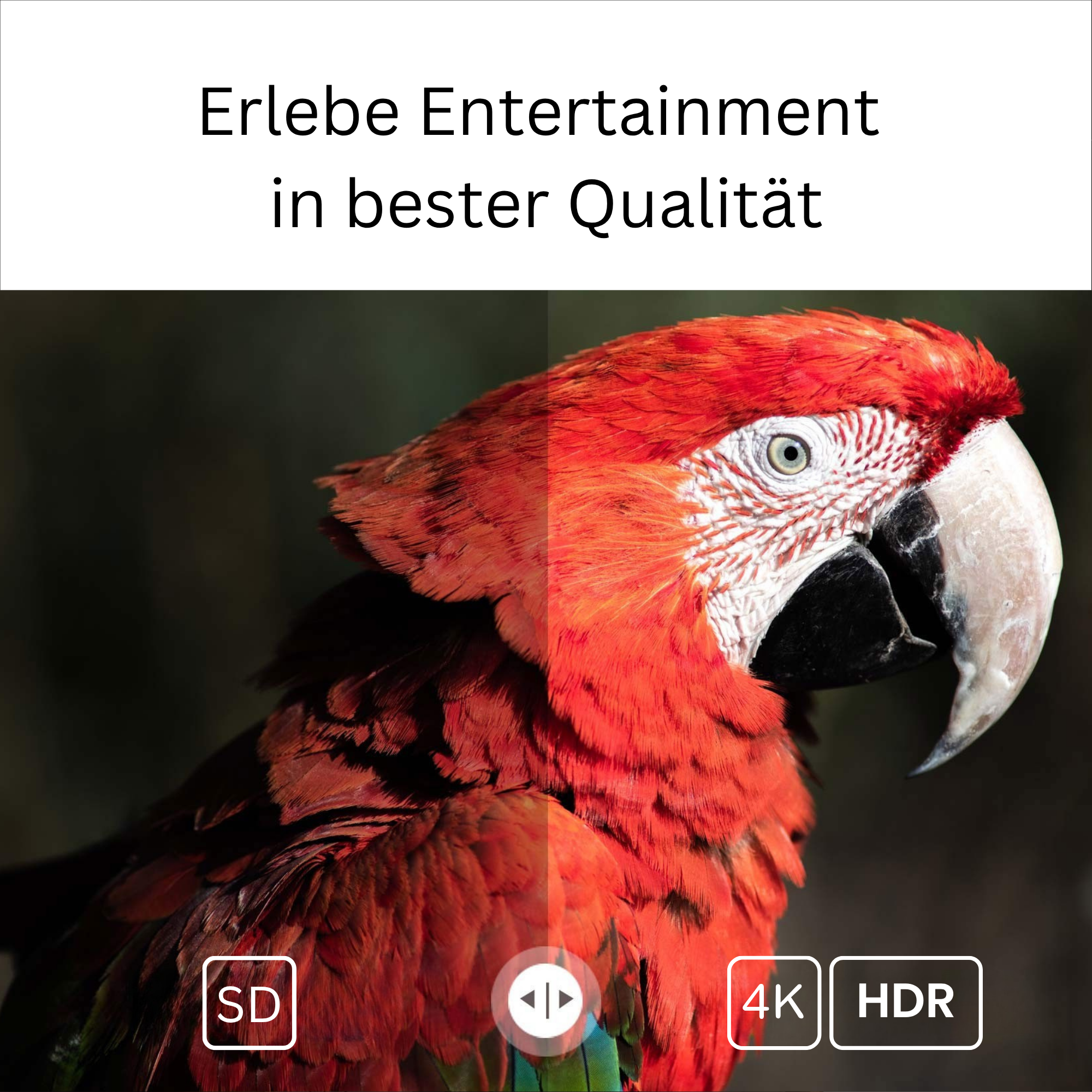 Vergleichsbild eines Papageis: links SD-Qualität, rechts schärfere 4K-HDR-Qualität mit dem Text Erlebe Entertainment.